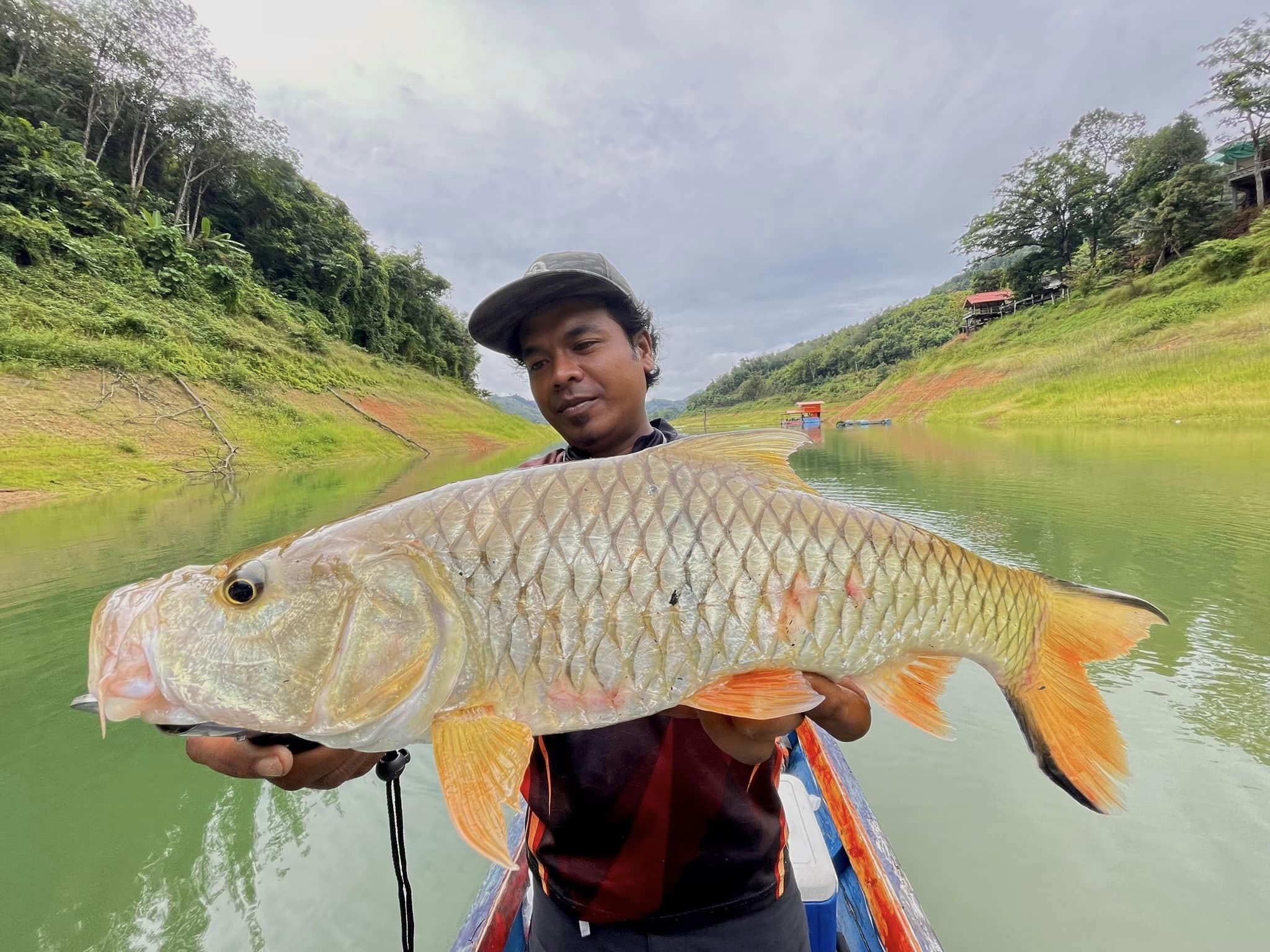 An angler holding a sebarau beside a green freshwater shoreline